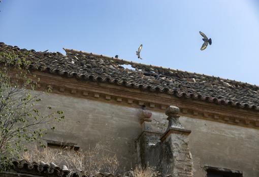 Palomas sobrevolando las cubiertas del templo