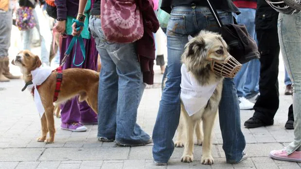 ¿Puedes adoptar un perro abandonado en Córdoba por una web?