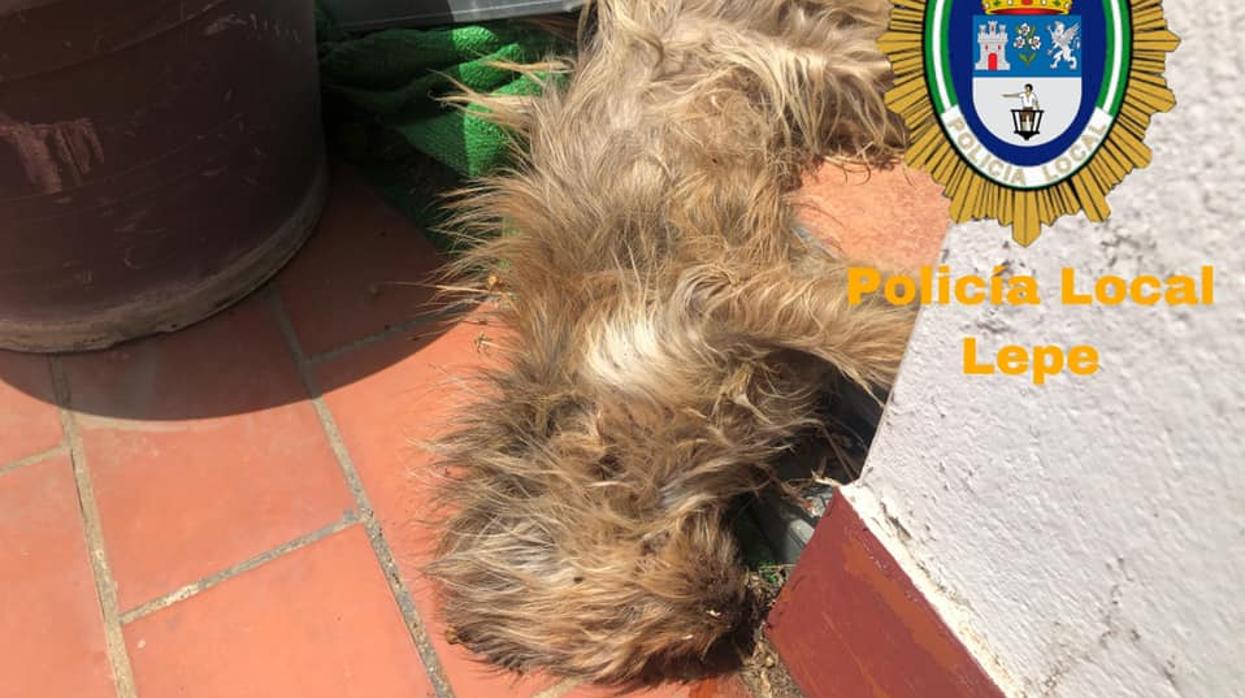 El animal encontrado muerto en la azotea