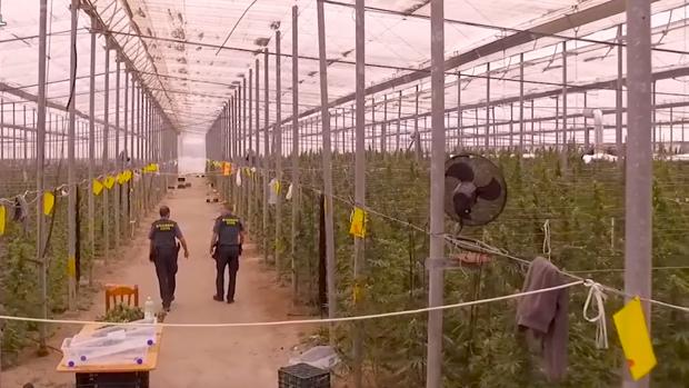 La red que cultivó cerca de 54.000 plantas de marihuana se trasladó de Almería a Alicante