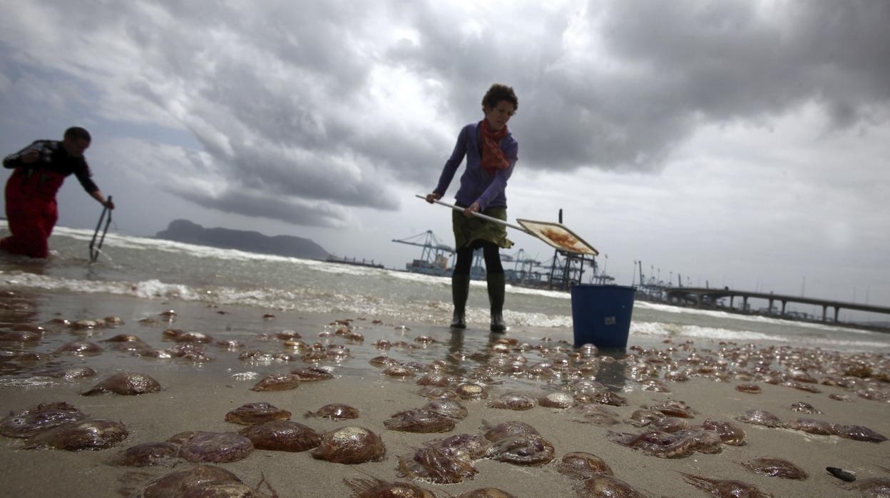 Plaga de medusas en una playa de Algeciras en un verano anterior