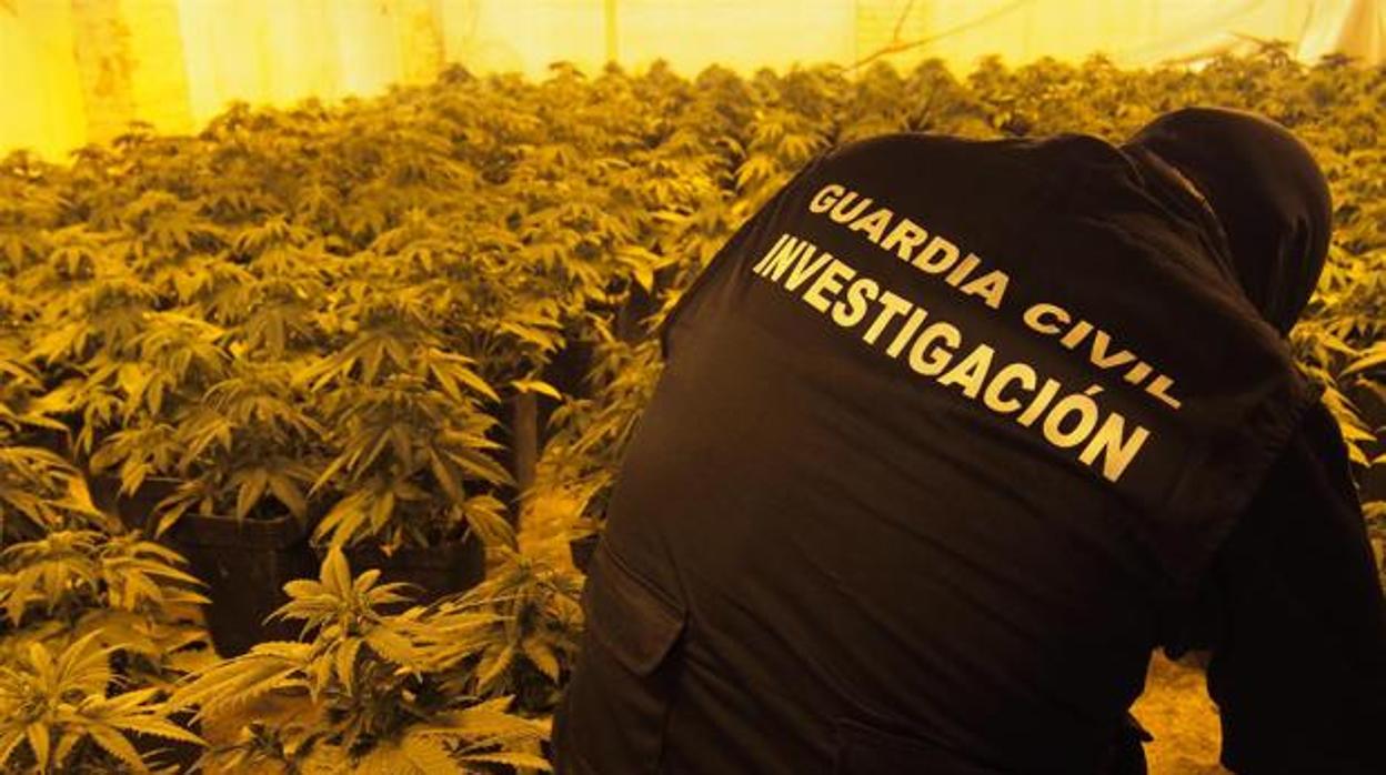 Imagen de archivo de una plantación de marihuana dentro de un domicilio en Granada