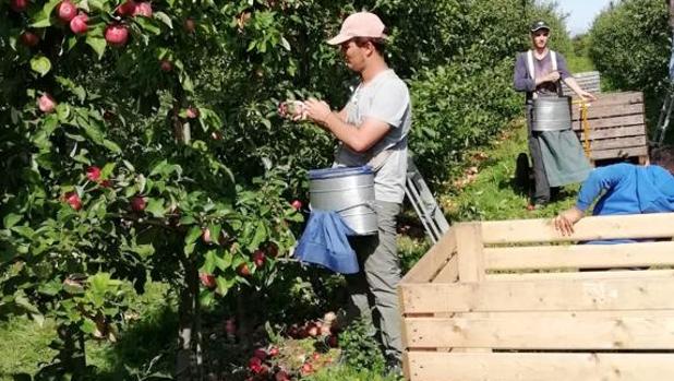 Los jóvenes ganan 110 euros al día en la recolecta de manzanas en Dinamarca