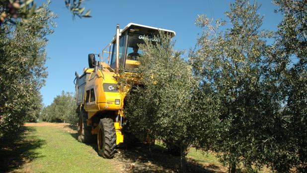 El olivar en seto, un arma contra el cambio climático según la Universidad de Córdoba