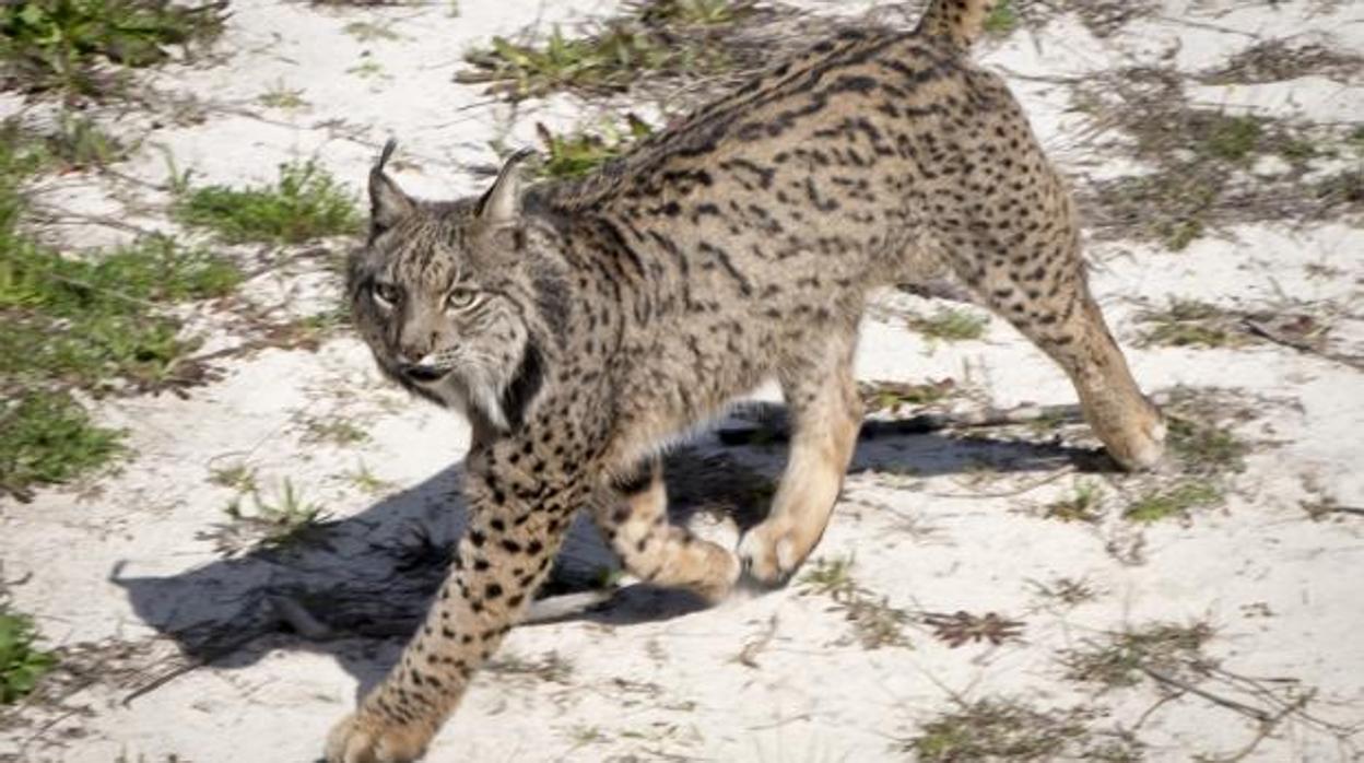 Un ejemplar de lince ibérico