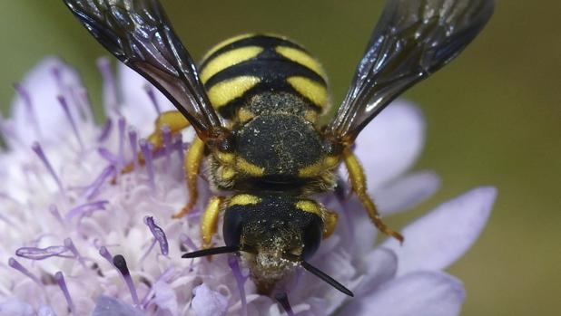 Qué hacer ante la picadura de una abeja