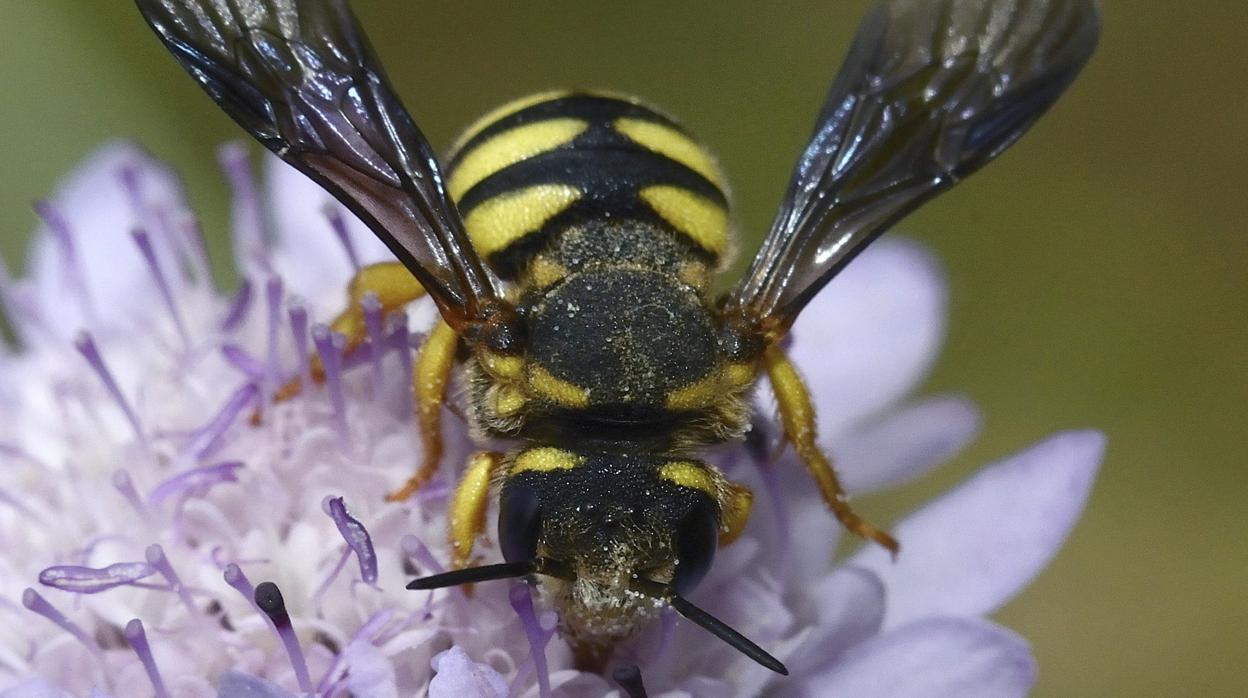 Abeja silvestre