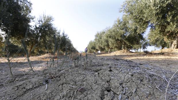 La falta de lluvias eleva costes y provoca pérdidas en las cosechas en Córdoba