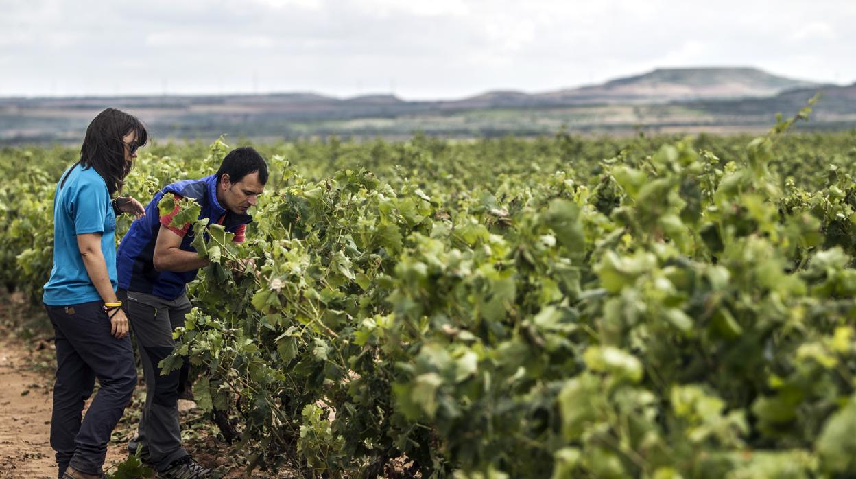 Dos jóvenes realizando labores agrícolas