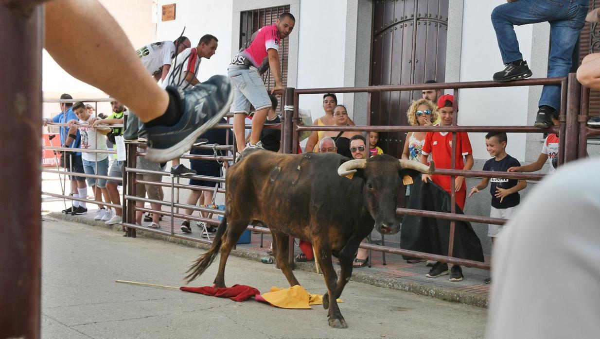 Los encierros ponen el colofón a las fiestas patronales del verano de Dos Torres (Córdoba)