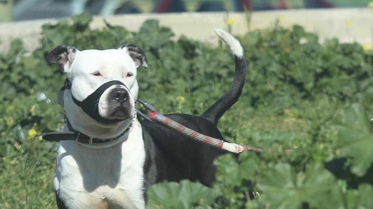 Un perro de raza catalogada como peligrosa en una imagen de archivo