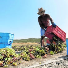 Montilla-Moriles, la vendimia de los 100.000 jornales en Córdoba