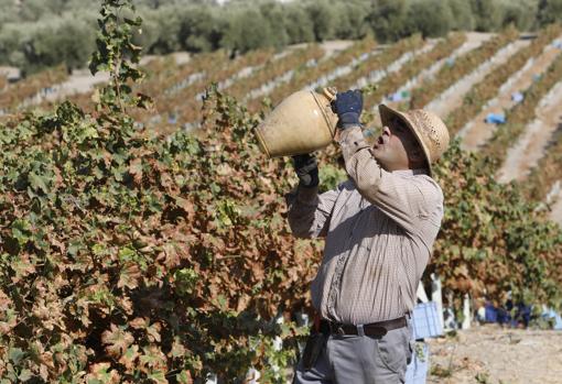 Montilla-Moriles, la vendimia de los 100.000 jornales en Córdoba