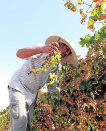 Montilla-Moriles, la vendimia de los 100.000 jornales en Córdoba