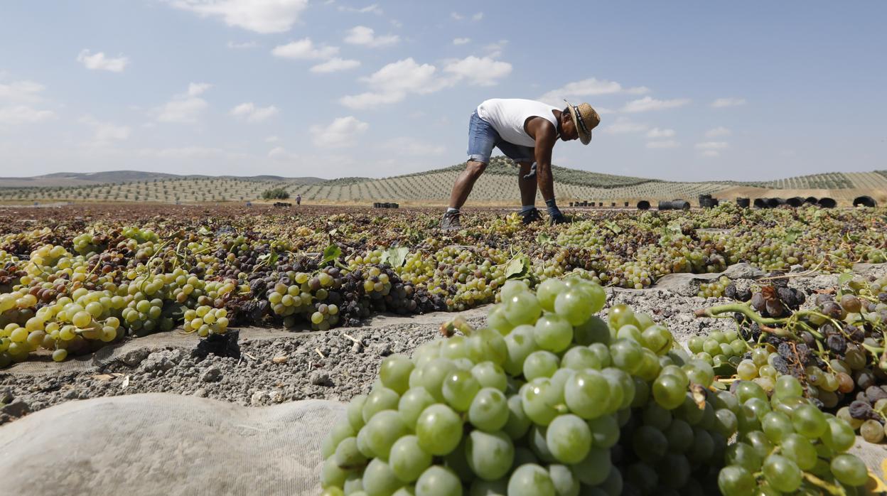 Recogida de la uva en la cosecha de este año