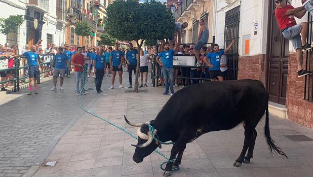 Carcabuey y su Toro de Cuerda vuelven a la carrera en honor a la Virgen de la Aurora