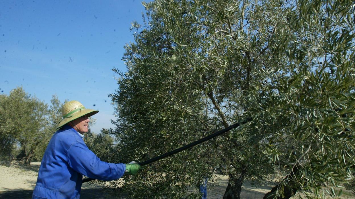 Un agricultor recoge la acetuna de un olivo en la provincia de Córdoba