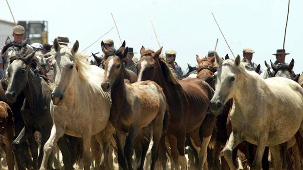 Hinojos no vivirá este año la recogida de las yeguas