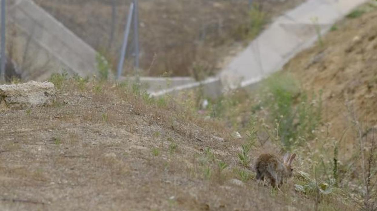 Un conejo en el talud de una autovía