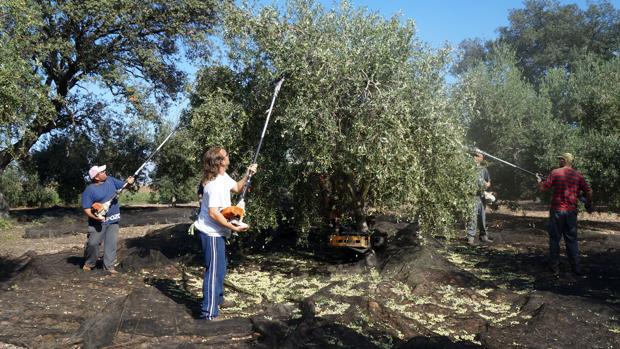 Las cooperativas prevén una pérdida del 40% en la producción de aceite de oliva en Córdoba