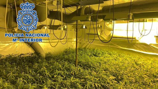 Cuatro detenidos en Jerez responsables de una plantación de marihuana en el interior de una nave industrial