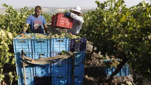 La cosecha de uva en Montilla-Moriles cae un 20 por ciento respecto a la anterior campaña