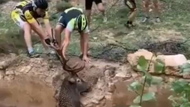 Se hace viral el vídeo de unos ciclistas rescatando un ciervo a punto de morir ahogado