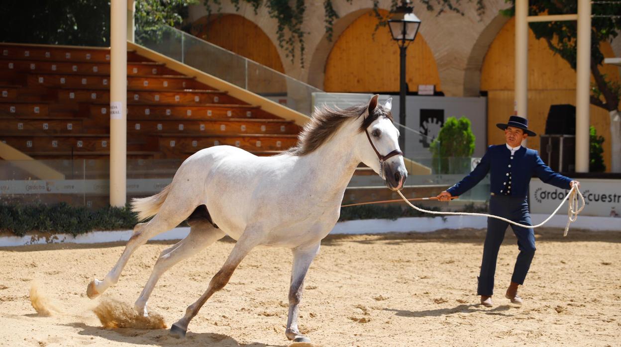 Uno de los participantes en el Concurso Morfológico en la última edición de Cabalcor