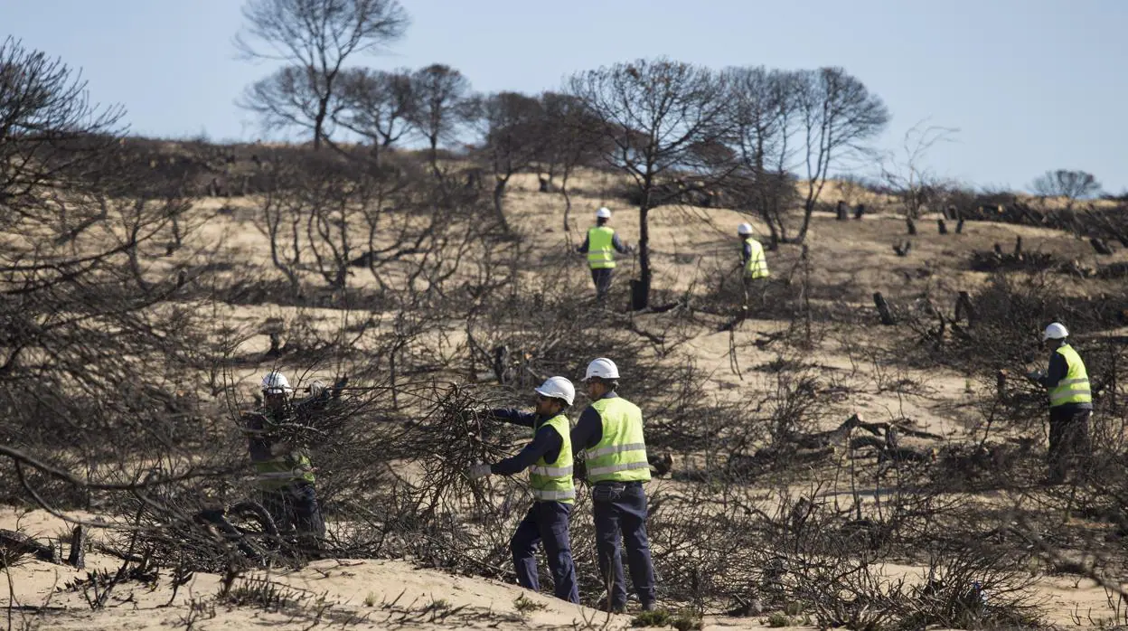 Operarios recogen restos de árboles quemados por las llamas