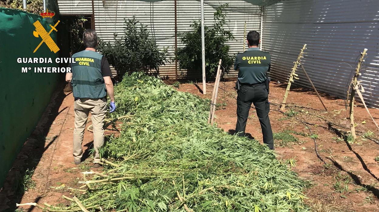 Marihuana intervenida por los agentes en Puente Genil