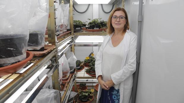 Investigadores de la Universidad de Córdoba| Rosario Blanco, en busca de una fresa de mejor calidad