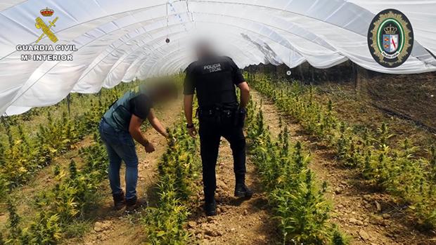 Descubren una plantación de marihuana en una finca de Almonte por el olor que desprendía la droga