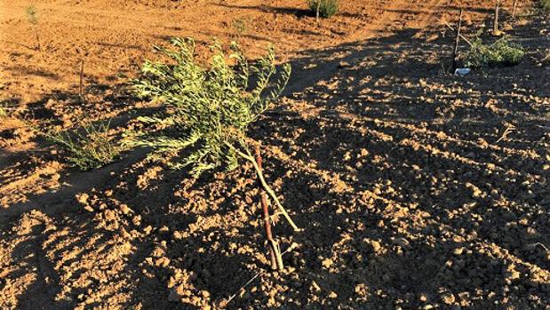 Investigan la tala de olivos, robos, hurtos y amenazas a agricultores de Priego de Córdoba