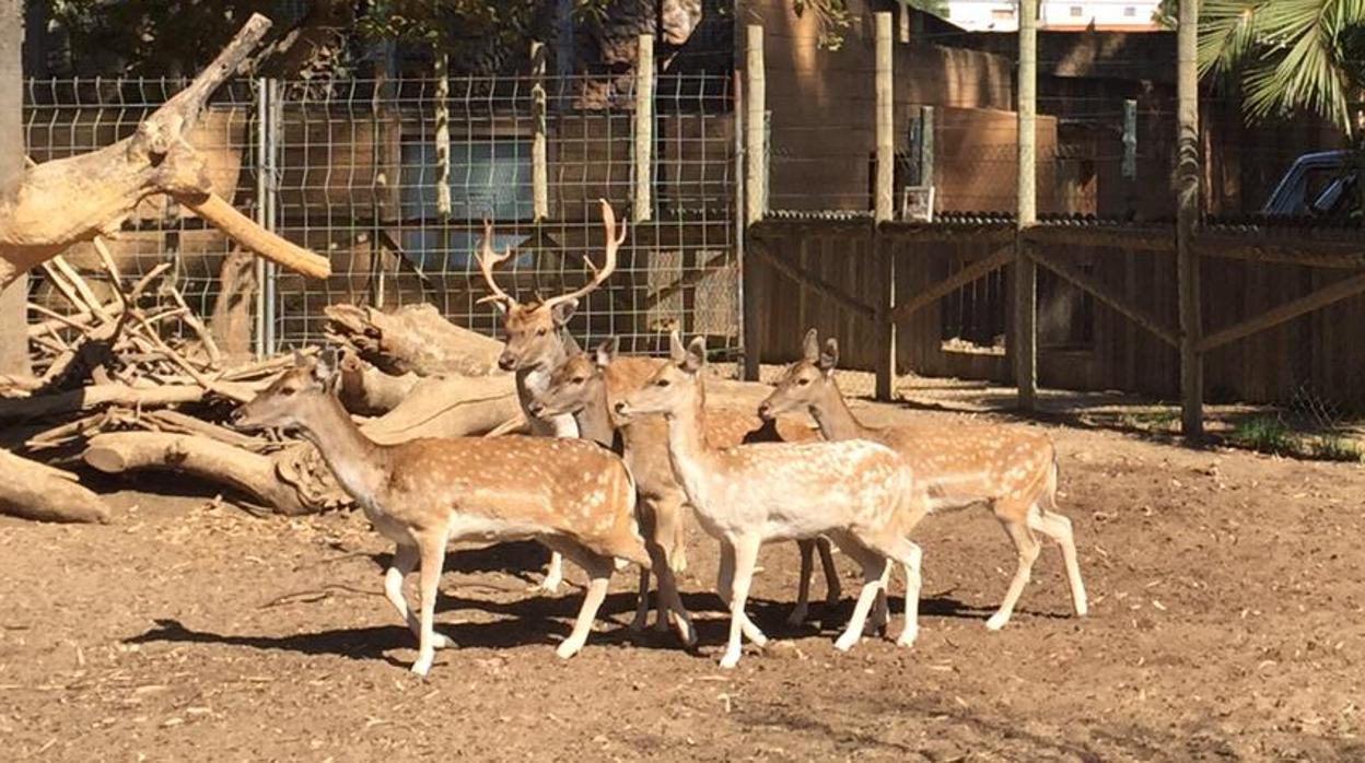 Varios ciervos, los últimos en marcharse del zoo de Huelva
