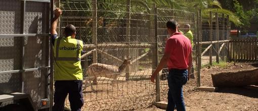 Operarios tratan de atrapar a uno de los ciervos