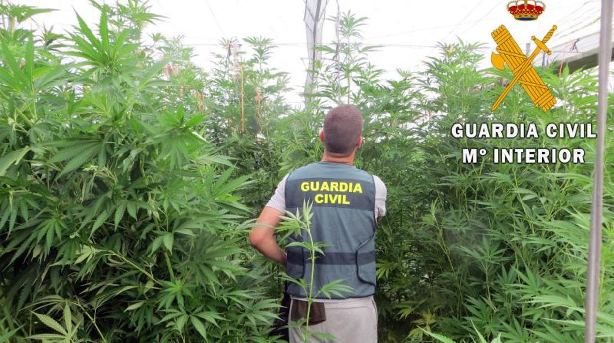 El cultivo de marihuana repunta en Córdoba con más de 6.500 plantas incautadas en 2019