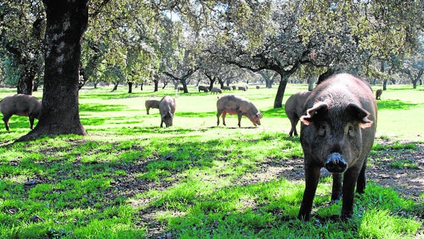 La montanera llega a Los Pedroches con más bellotas en el campo pero con falta de lluvias