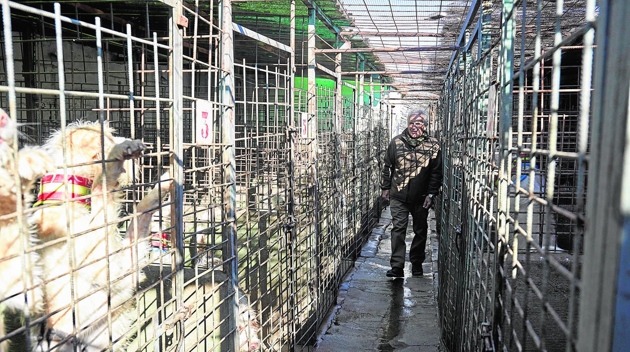 Perros en las instalaciones de una rehala