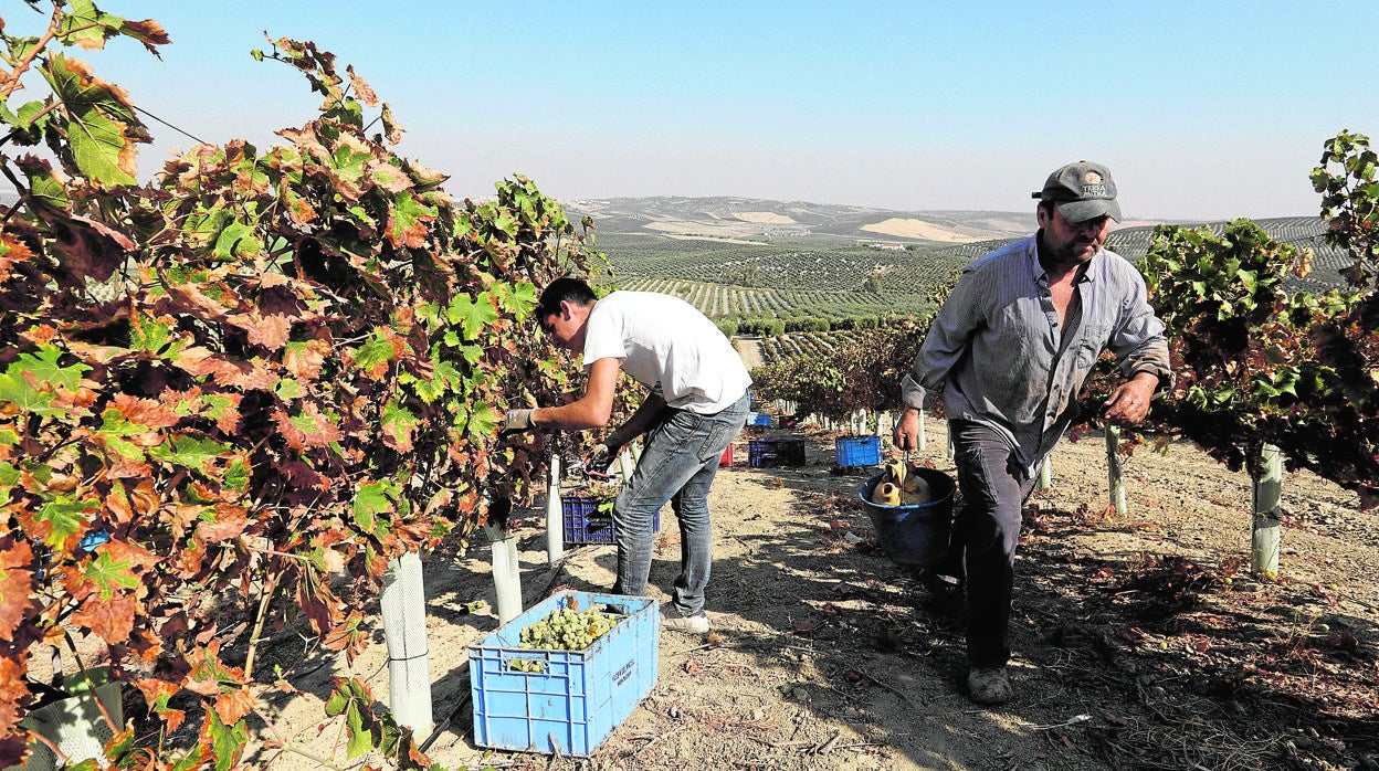 Trabajadores de la vendimia de Montilla-Moriles