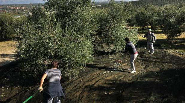 La producción de aceite de oliva en Córdoba caerá un 31,7 por ciento según el aforo de la Junta