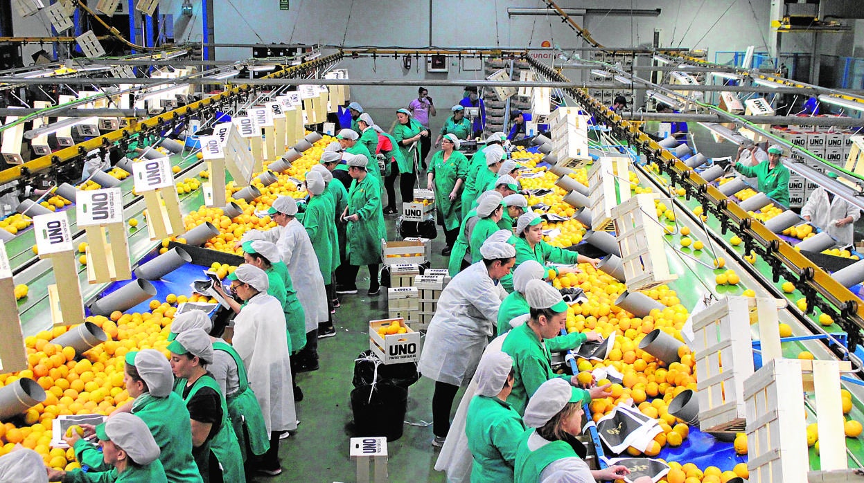 Trabajadoras en la planta de Sunaran, sociedad citrícola de Palma del Río