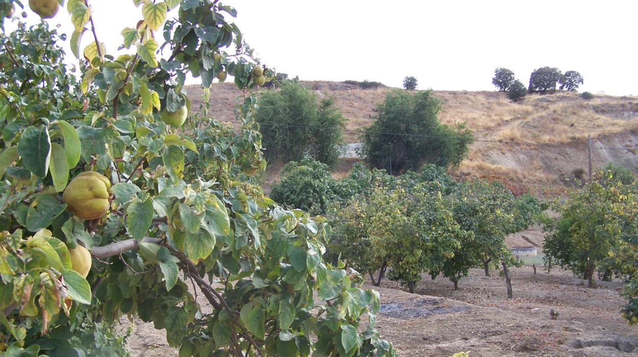 Árbol con frutos de membrillos en Puente Genil