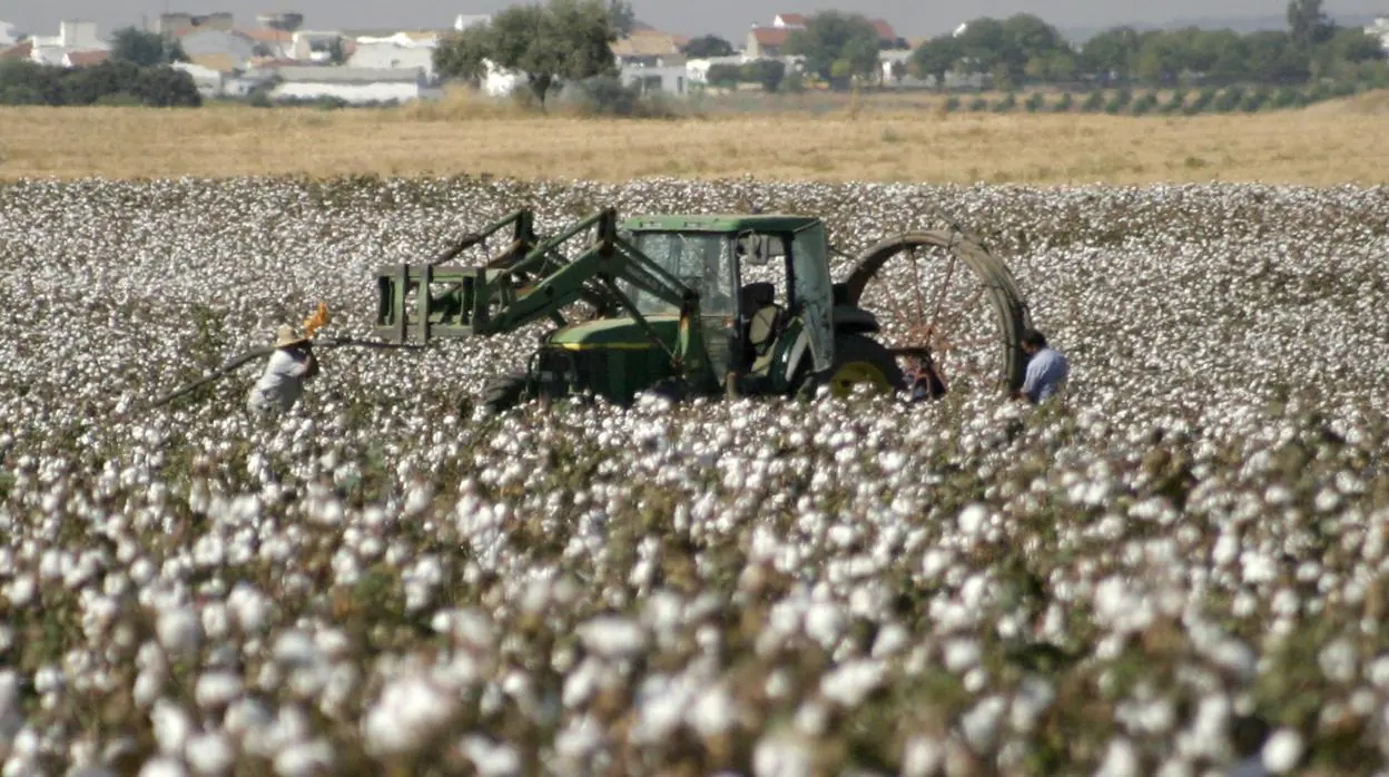 Una cosechadora en un campo de algodón