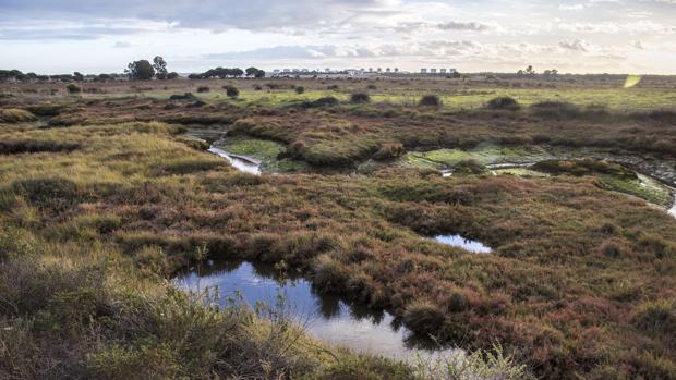 Cultura apuesta por comprar la Isla Saltés y su yacimiento