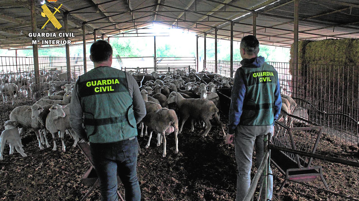 Agentes de la Guardia Civil en una explotación ganadera en un dispositivo contra los robos en el campo