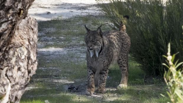 Investigan la muerte de un lince ibérico en Villafranca de Córdoba