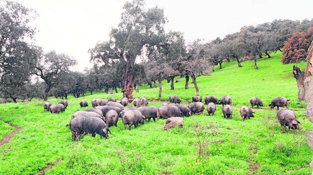 Cerdos ibéricos durante la montanera