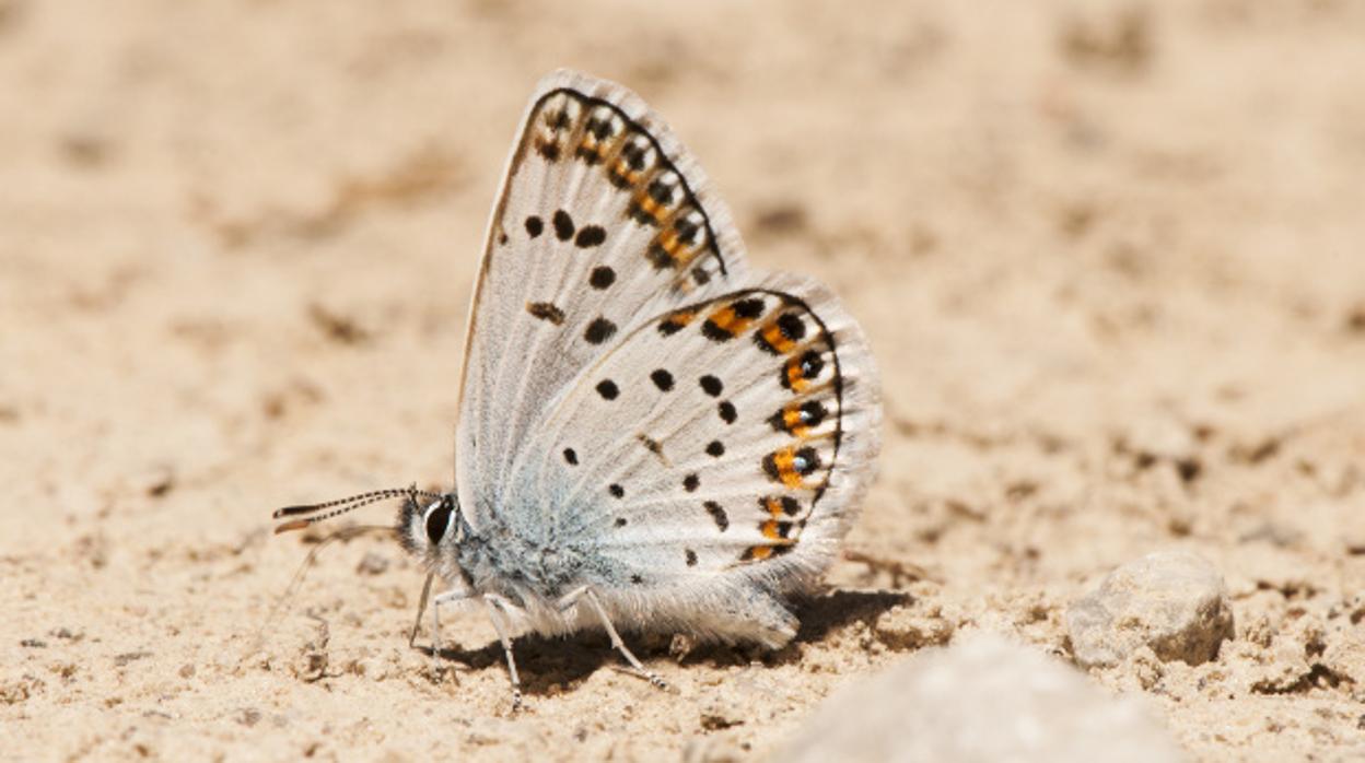 Una mariposa posada sobre la arena