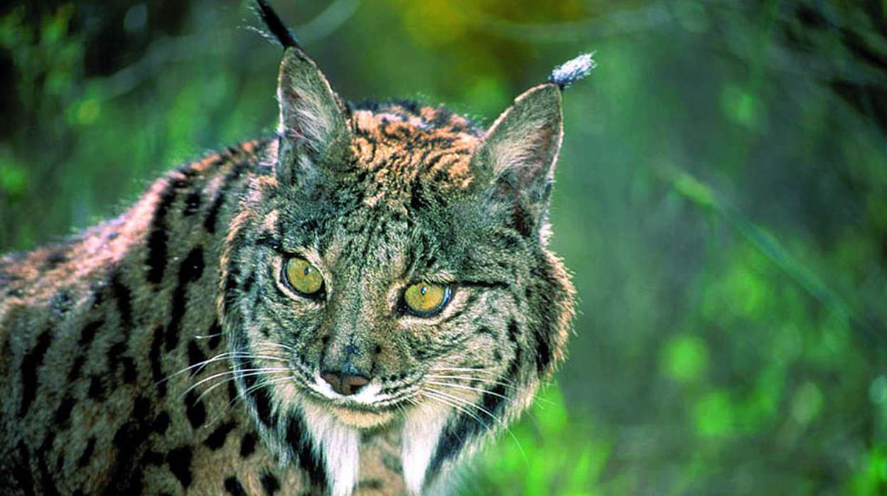 Ejemplar de lince ibérico