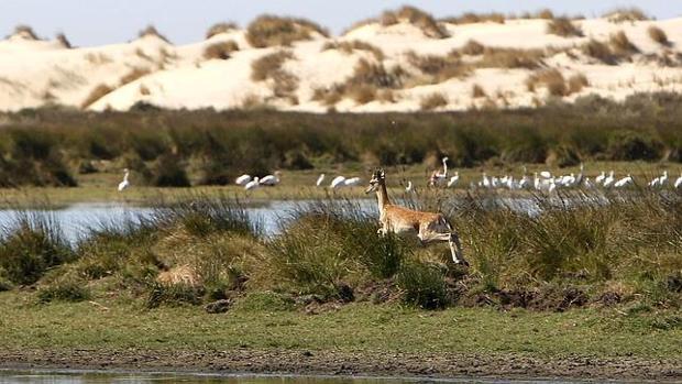 La Junta subraya su compromiso con Doñana y avanza en la ejecución de los planes de restauración tras el incendio de 2017